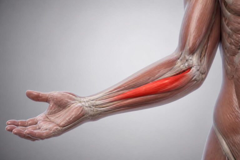 découvrez le muscle supinateur : sa définition, sa localisation anatomique et son rôle essentiel dans le mouvement de rotation du bras.